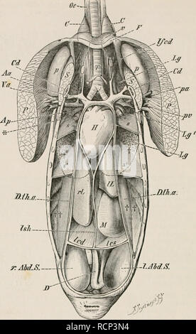 . Elementi di anatomia comparata dei vertebrati. Anatomia, comparativo; vertebrati -- anatomia. 260 Anatomia comparata. T CD Ifcd Aa. r.am.S. Fie. 209.-visceri addominali e un hi-SAC di un anatra dopo la rimozione del corpo ventrale-muro. (Da un originale disegno da H. Strasser.) T, trachea ; II, cuore, racchiusa entro il pericardio ; rL, IL, destra e sinistra lohes di fegato ; hit (sospensivo falciforme) legamento, ;md /&LT;•'/, /&LT;•*, a destra e a sinistra il legamento coronarica del fegato ; D, intestino ; /', pedoralis principali ; pa, pv, arteria pettorali e vena ; S, subclavius muscolo ; Cd, coraeoid Foto Stock