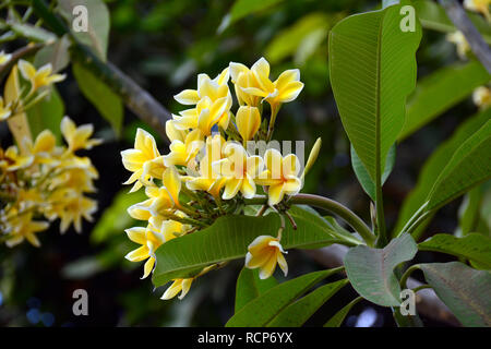 Il frangipani, paucipan rosso, rosso-jasmine, rosso frangipani, comune frangipani, tempio tree, plumeria, vörös frangipáni, pagodafa, templomfa, Plumeria rubra Foto Stock