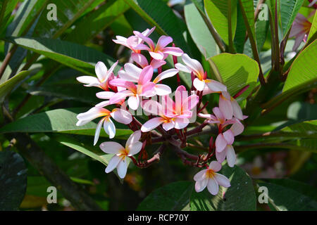 Il frangipani, paucipan rosso, rosso-jasmine, rosso frangipani, comune frangipani, tempio tree, plumeria, vörös frangipáni, pagodafa, templomfa, Plumeria rubra Foto Stock