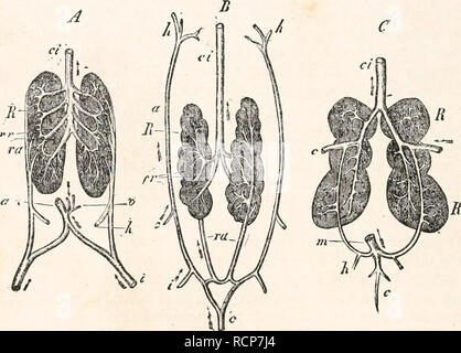 . Elementi di anatomia comparata. Anatomia di confronto. 594 Anatomia Comparata. linea dell'addome, e riceve le vene della cosiddetta vescica urinaria (A, 0), dopo di che si è unita con il suo compagno del lato opposto per formare una singola linea che passa per il fegato e che è pertanto connessa con il portale di sistema (a); questo è il epigastrico addominale (vena). Le vene del canale digerente e della milza vengono uniti in un portale tronco, che spezza nel fegato. In Reptilia anche la compromissione della funzionalità epatica e efferente vene renali formano una vena cava inferiore (B, ci), da aprire Foto Stock