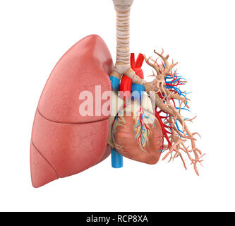 Polmoni e cuore anatomia illustrazione Foto Stock