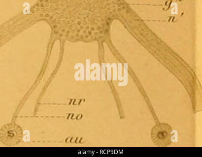 . Die Chaetognathen : ihre anatomie, Systematik und Entwicklungsgechichte : eine Monographie. Chaetognatha. FÃ¼J. I. ;J!Sp| .,,T-Mn 'i"Â"| ^'"â : in : 'il f FÃ¼j. y/.". Fi,1.3 Fi(i. 7. nâ.8. "" Ff -% Fiff.S. ^ /VV..-/ 1Â"* i -^z Jz&lt;7. /O. O.Heitv.-I4 d?l. Â .nfiusiF,,,,,, .itl: un'.vÃ¼ AEunV.f.LciiiiiS.. Si prega di notare che queste immagini vengono estratte dalla pagina sottoposta a scansione di immagini che possono essere state migliorate digitalmente per la leggibilità - Colorazione e aspetto di queste illustrazioni potrebbero non perfettamente assomigliano al lavoro originale. Hertwig, Oscar, 1849-1922. Jena : G. Fische Foto Stock
