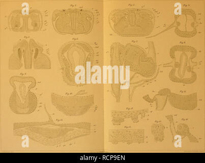 . Die Chaetognathen : ihre anatomie, Systematik und Entwicklungsgechichte : eine Monographie. Chaetognatha. Tald II.. Lith.AiislY E.A.FuAe, L--.pi. Si prega di notare che queste immagini vengono estratte dalla pagina sottoposta a scansione di immagini che possono essere state migliorate digitalmente per la leggibilità - Colorazione e aspetto di queste illustrazioni potrebbero non perfettamente assomigliano al lavoro originale. Hertwig, Oscar, 1849-1922. Jena : G. Fischer Foto Stock