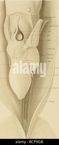 . Die Cephalopoden. Valdivia (nave); cefalopodi; Valdivia spedizione (1898-1899). "Â ¢ hrmui}. jUll' ' tll.. V. â - jiancr lUuyt./umcr -âseilt (f.fjasti:"-^ .///('-â¢â ¢. Si prega di notare che queste immagini vengono estratte dalla pagina sottoposta a scansione di immagini che possono essere state migliorate digitalmente per la leggibilità - Colorazione e aspetto di queste illustrazioni potrebbero non perfettamente assomigliano al lavoro originale. Chun, Carl, 1852-1914; Valdivia (nave). [Jena], G. Fischer Foto Stock
