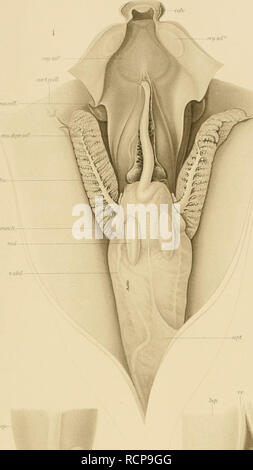 . Die Cephalopoden. Valdivia (nave); cefalopodi; Valdivia spedizione (1898-1899). i)i:i'rsciii:TiKFsi-;iM-;xi'Ki)iTi()N icS")&lt;s o'). im.wiii. (MiUN: (:i:i'HAi.()i'()i)A. TAI-. XLII iiftfinf.. "Â ¢ hrmui}. jUll' ' tll.. V. â - jiancr lUuyt./umcr -âseilt (f.fjasti:"-^ .///('-â¢â ¢. Si prega di notare che queste immagini vengono estratte dalla pagina sottoposta a scansione di immagini che possono essere state migliorate digitalmente per la leggibilità - Colorazione e aspetto di queste illustrazioni potrebbero non perfettamente assomigliano al lavoro originale. Chun, Carl, 1852-1914; Valdivia (nave). [Jena], G. Fischer Foto Stock