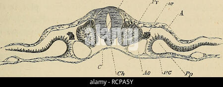 . Gli elementi di embriologia. Embriologia; embriologia. III.] VEETEBEAL PIASTRA. 69 si allarga, mentre quella nella piastra vertebrale rimane nella condizione di una mera divisione. Fig. 24. /Jvr. Sezione trasversale attraverso la regione dorsale di un embrione op il secondo giorno (copiato dal suo), intro- duced qui per illustrare la formazione del mesoblastic somitis, e la segmentazione del mesoblast. M. canale midollare; pv. mesoblastic somite ; w. mdiment di Wolffian condotto; A. epiblast; C. hypoblast; Gh. notochord ; Ao. aorta,; BC. splanchnopleure. In un primo momento ciascuna piastra vertebrale non solo è integro lungo la sua leng Foto Stock