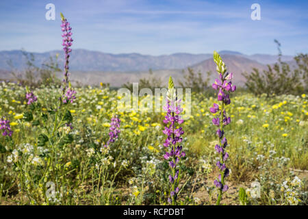 Fiori di lupino; campo di fiori selvatici in background, Anza Borrego Desert State Park, California Foto Stock