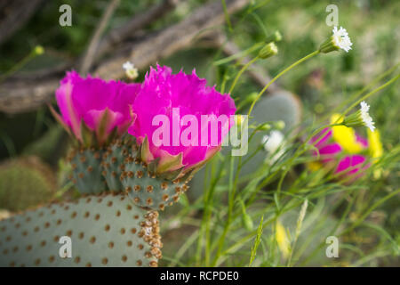 Blooming Opuntia basilaris (la coda di castoro Cactus),riscontrato nel sud-ovest degli Stati Uniti (Deserto Mojave, Anza-Borrego Desert State Park, COLORADO deserti, Foto Stock