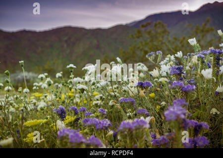 Paesaggio al tramonto in Anza Borrego Desert State Park durante una molla super bloom, California Foto Stock