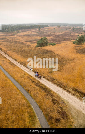 Brughiera chiamato Rozendaalse Heide. Vista dalla torre di avvistamento. L'autunno. Equitazione. Rozendaal, Paesi Bassi. Foto Stock
