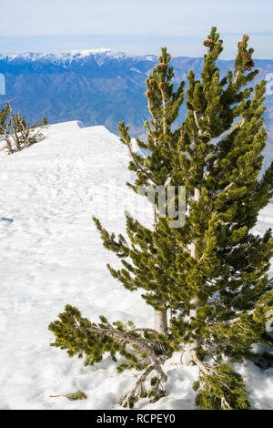 Vista da San Jacinto picco verso San Gorgonio mountain, San Bernardino National Forest, California Foto Stock