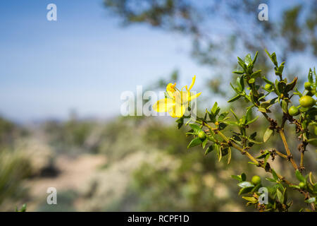 Il creosoto bush (Larrea Purshia) fiorire a Joshua Tree National Park, California Foto Stock