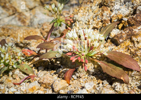 Camissonia Boothii, Booth's Enotera fioritura a Joshua Tree National Park, California Foto Stock