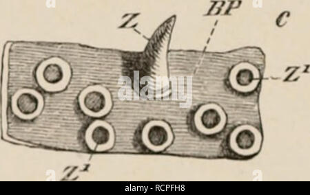 . Elementi di anatomia comparata dei vertebrati. Anatomia, comparativo; vertebrati -- anatomia. FIG. 17 (.-il'tiT ". H'Ttuii,').- ". ]&Gt;II:IM, IA:IAIM;I DI //&LT; /. DENTICLES M:MI 1111. Pelle oi'TJM-: A i:]&GT;"IO HO s "!• ' W//.7/////" ; c, PtATBe 1 l:"| I II I "STO I, -KIN 111 /.. .Li-iiii. il .l."iili'-li, il peccato, che liioki-n nulla " I'rnm (ln-ir luisrs ;7s ; 1:1'. l.;i-;il ]il:itr..! milv l&GT;v PalflBOntology,1 ma :dsn b ( hitii^cny. inasnuicli noi (•.•ilcitir.-iiii.ns :md (tssilifiitions nel derma tlic r perichondrmm 1 A.a esempi di oncieul fuiin- Foto Stock