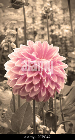 In stile vintage  montante   rosa pallido chrysanth in un aiuola di fiori da jziprian Foto Stock