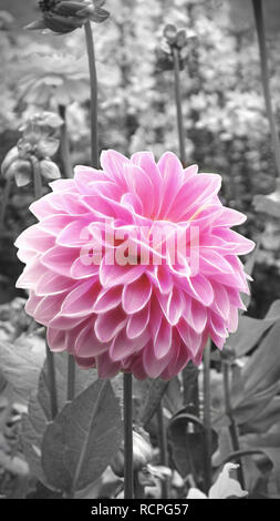 Montante   rosa pallido chrysanth in un aiuola conun sfondo monocromo da jziprian Foto Stock