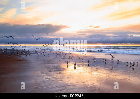 Bel tramonto su una spiaggia con stormo di uccelli colorati e cielo nuvoloso Foto Stock