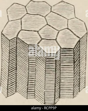 . Elementi di anatomia comparata dei vertebrati. Anatomia, comparativo; vertebrati -- anatomia. 126 Anatomia Comparata. del cud della coda e hanno una disposizione metameric come quella dei muscoli caudale; nel Mormyridae è ad esempio su ciascun lato di una tomaia e una sotto la riga di organi elettrici. L'apparato elettrico in tutti i suddetti pesci è di essere considerato dallo stesso punto di vista sia per quanto riguarda le sue modalità di sviluppo e relazioni anatomiche: tutti gli organi elettrici devono essere guardato come metamorfosati di tratti muscolare, .e del nervo desinenze appartenenti ad essi come Foto Stock