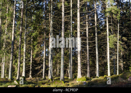 Abete rosso brillante foresta di alberi soleggiato con alberi di alto fusto Foto Stock