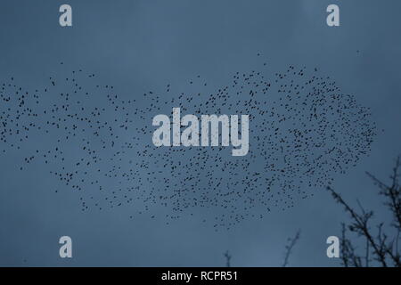 Starling murmuration a Attenborough riserva naturale. Foto Stock