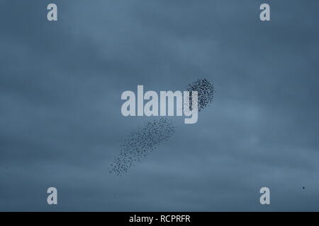 Starling murmuration a Attenborough riserva naturale. Foto Stock