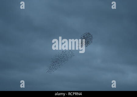 Starling murmuration a Attenborough riserva naturale. Foto Stock