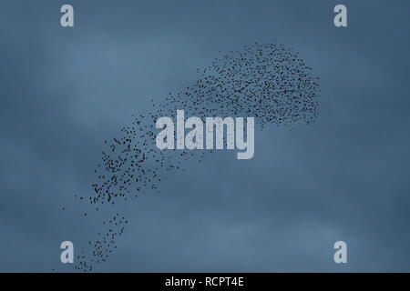 Starling murmuration a Attenborough riserva naturale. Foto Stock