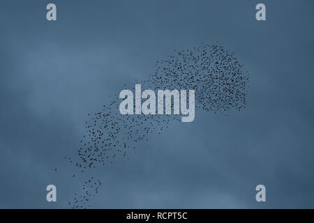 Starling murmuration a Attenborough riserva naturale. Foto Stock