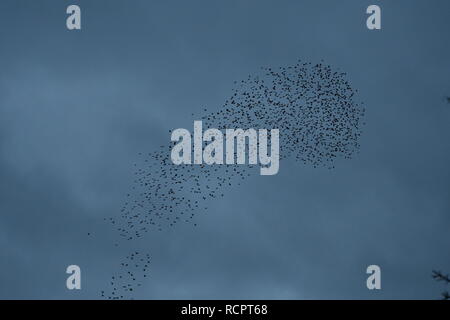 Starling murmuration a Attenborough riserva naturale. Foto Stock