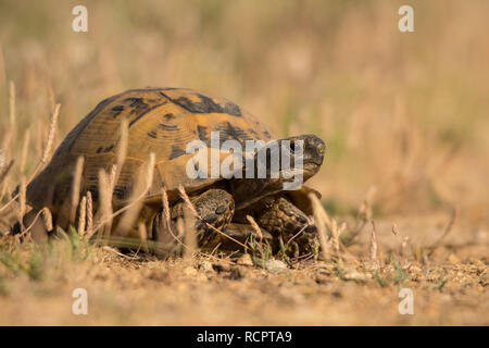 Testuggine comune (Testudo graeca) Foto Stock