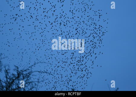 Starling murmuration a Attenborough riserva naturale. Foto Stock