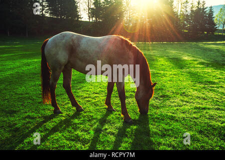 Mystic sunrise oltre la montagna sognante. Wild Horse il pascolo di erba fresca nel prato. La Bulgaria, Europa Foto Stock