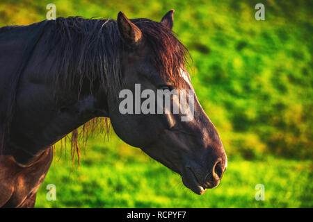 Mystic sunrise oltre la montagna sognante. Wild Horse il pascolo di erba fresca nel prato. La Bulgaria, Europa Foto Stock