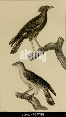 . Dictionnaire des Sciences Naturelles, dans lequel on traite mÃ©thodiquement des diffÃ©rens Ãªtres de la natura, considÃ©rÃ©s soit en eux-mÃªmes, d'aprÃ¨s l'Ã©tat attuale de nos connoissances, soit relativement à l'utilitÃ© qu'en peuvent retirer la mÃ©decine, l'agricoltura, le commerce et les artes. Suivi d'une biographie des plus cÃ©lÃ¨bres naturalistes. Storia naturale. ZOOLOGIE ORNITHOZO&amp;JE. Accipitres â ¢. J sei^-^^tn^^ .IGLE S. U AIGLES AUTOimS un TdUSESEMPZUMES.lehai^esrt. y 2 CyZMlXDIS â le petit autour ,/f (ayrnne .. Si prega di notare che queste immagini vengono estratte dalla pagina sottoposta a scansione immagine Foto Stock