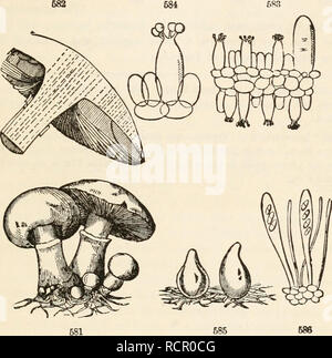 . Gli elementi di botanica per i principianti e per le scuole. La botanica. Sezione 17.] THALLOPHYTES. 173 cellule allungare e filiale, crescente dall'assorbimento attraverso tutta la loro superficie di decadimento o organizable, o materia vivente che si nutrono al momento. In un fungo (Agaricus), un knobby massa è a lunghezza formato, che si sviluppa in una stout levetta (^Stipe), recanti il cappuccio {Pileus) -. il lato inferiore del cappuccio è coperto dalla Hymenium, in questo genere costituito da piastre radianti, le branchie o Lamellee; e questi recano le spore in polvere in un immenso numero. Sotto il microscopio, le branchie sono trovati Foto Stock