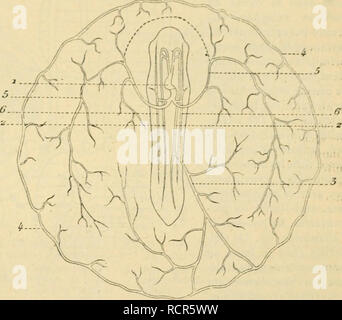 . Dictionnaire de physiologie. Fisiologia. FÅTUS. 507 liant de l'aorte du cotÃ© gauche (fig. 72). Cette arlt.Te attraversare tout le rÃ©seau de l'aire vasculaire pour se jeter directement dans le sinus terminale. Chez l'homme chacune des aortes descondaiitos donne d'abord naissance Ã une artÃ¨re oinplialo-mÃ©senturicjuÂ";; mais, vers h; trenlo-ciniiuii''nie jour, violoncello de ;,'aucho dis|)arait, et l'arti-re omphalo-mÃ©sen- tÃ©ri(}fino droite continuÂ"'seule Ã alimt;nt&GT; (Toiihneux). Telle est la circolazione qu'sul pont appeler avec Tolknkux circulatiorÂ" d'uiiport : eiÂ" mÃªme temps se dÃ©veloppe dans Foto Stock