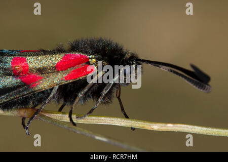 Sei Spotted Burnett (falena Zygaena filipendulae) è un bellissimo insetto. Le sue ali sono di colore nero con un metallico blu-verde sheen. Foto Stock