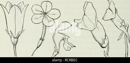. Gli elementi di botanica per i principianti e per le scuole. Botanica. ually diffusione al vertice di un tubo whicli è ristretta al di sotto, in la. 254 255 256 257 25S la forma di un imbuto o tunnel, come nella corolla della comune gloria di mattina (Fig. 247) e dell'Stramonium (Fig. 246). Fig. 248. Polypetalous corolla di Soapwort, di cinque petali con lunghi artigli o peduncolo-come basi. Fig. 249. Fiore di Standing Cj^iress (Gilia coronopifolia); ganiopetalous: il tubo rispondendo alle griffe lunghe in 248, ad eccezione del fatto che essi sono un coalescente: l'arto o di frontiera (la parte di diffusione sopra) è di cinque-parted, che è, th Foto Stock