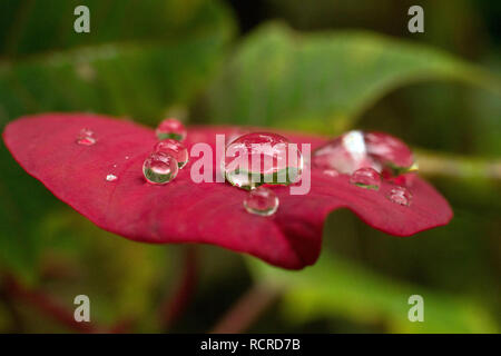 Gocce d'acqua su una foglia rossa di poinsettia (Euphorbia pulcherrima), noto anche come stella di Natale, dopo la pioggia Foto Stock