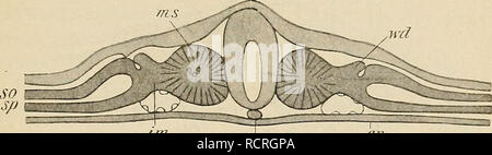 . Lo sviluppo del corpo umano : un manuale di embriologia umana. Embriologia; embrione, Non-Mammalian. Il PRONEPHROS 339 embrione, sebbene il suo condotto, il pronephric o condotto di Wolffian, subisce uno sviluppo completo e svolge un ruolo importante nel sviluppare- mento delle successive organi di escrezione e anche per il fatto che degli organi riproduttivi. La seconda serie, il mesonephros o corpo di Wolffian, raggiunge un notevole sviluppo durante la vita embrionale, ma più tardi, sullo sviluppo del set finale, la definitiva o di rene metanephros, subisce una degenerazione, porzioni solo persistente come rudimentale Foto Stock