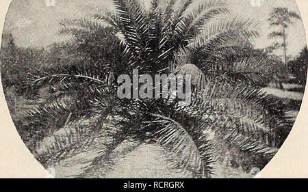 . Descrittivo e catalogo illustrato e manuale del Royal Palm vivai. Vivai (orticoltura), Florida, cataloghi; piante tropicali, cataloghi e alberi da frutto, piantine, cataloghi; agrumi industria, cataloghi; frutta, cataloghi; piante ornamentali, cataloghi. Latania Borbonica (Livistona sinensis).. Phoenix canariensis. (Vedere pagina 32.), LATANIA continuato. Come si erge trascurare ben, una notevole quantità di freddo, ed è uno dei handsomest del Fan-Palms. Il palm-foglia di ventole di commercio sono fatte di foglie di questa specie. Il Palm sarà più bella quando è giovane, con una più ricca, scuro Foto Stock