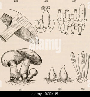 . Gli elementi di botanica per i principianti e per le scuole. Piante. Sezione 17.] THALLOPHYTKS. 173 cellule allungare e filiale, crescente dall'assorbimento attraverso tutta la loro superficie di decadimento o organizable, o materia vivente che essi reed a. In un fungo (Agaricus), un knobby massa è a lunghezza formato, che si sviluppa in una levetta stout {Stipe)y cuscinetto della PAC i a I'ilrus) : sotto il lato del tappo è coperto dalla tfymenium, in questo genere costituito da piastre radianti, le branchie o lamella; e questi ascoltare le spore in polvere ill immenso numeri. Sotto il microscopio, le branchie sono trovati Foto Stock