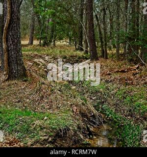 I boschi, TX USA - Feb 20, 2018 - Streaming di boschi in The Woodlands TX 2 Foto Stock