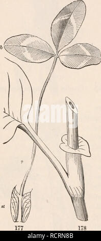 . Gli elementi di botanica per i principianti e per le scuole. Piante. 60 foglie. [Sezione 7. Incollando veloce da molto viscoso delle ghiandole in corrispondenza della punta del forte setole, aiutati dalla ghiandola adiacenti con punta di setole che si ripiegano lentamente verso il captive. L'uso di tali adattamenti e operazioni possono essere spiegati in un altro luogo. §3. STIPULES. 174. Una foglia completo nei suoi componenti è costituita da lama, picciolo o picciolo, e una coppia di stipules. Ma la maggior parte delle foglie hanno o fugacious o minuto stipules o nessuno a tutti; molti non hanno un picciolo (la lama essendo sessili o stalkless) ; alcuni non hanno una chiara distinzione di blad Foto Stock