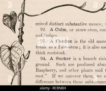 . Gli elementi di botanica per i principianti e per le scuole. Piante. Sezione G.] steli. 39 89. Steli al di sopra del suolo, attraverso le differenze nella durata, struttura e dimensioni e forma le erbe, arbusti, alberi, ecc., o in altri termini sono piante erbacee, morendo in giù verso massa ogni anno o alterare la fioritura. Suffrutescent, leggermente legnosi sotto, non sopravvivere di anno in anno. Suffrutic08e o Frutescent, bassa quando gli steli sono decisamente al di sotto di woody, ma sopra erbacee. Frulicose o arbustiva, Woody, vivendo di anno in anno e di notevole si/,e&LT; le distinte. Fig. 90. Twining o 'voluble' stelo di Morning-Glory.. Foto Stock