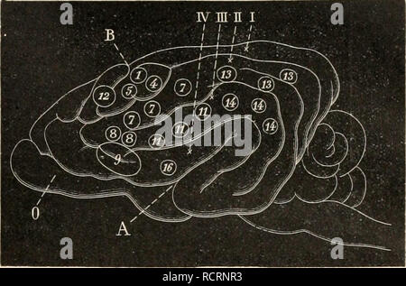 . Dictionnaire de physiologie. Fisiologia. ÃPILEPSIE corticale. 473. FiG. 20G. Â SchÃ©ma du cerveau du cliicn ' (d'aprÃ¨s Ferrier). Scissure de Sylvius ; B, Sillon fondamentale; 0, Bulbe olfactif;!, II, III, circonvolutions longitudinales; IV, Gyrus supra-sylvien. (1) membre postÃ©rieur ; (4) membre antÃ©rieur ; (5) Ã©paule et mem- bre antÃ©rieur;  7) orbiculaire et zygomatique ; (8) rÃ©trazione de l'angolo de la bouche; (9) ouverture de la bouche et movimenti fare la langue; (12) ouverture des j'eux avec des dilatazione pu- pilles; (13) dÃ©viation des yeux du cÃ'tÃ© opposÃ©, parfois contrac- tion pu Foto Stock