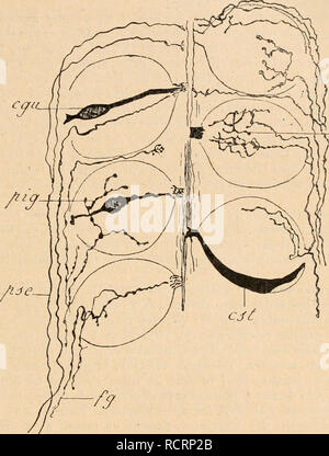 . Dictionnaire de physiologie. Fisiologia. La gotta. 891 sur la superficie convexe des cellules en Cà'tes de melone, au niveau desquelles elles dessinent onu rÃ©seau Ã mailles plus ou moins rÃ©guliÃ¨res. Les fibre intragemmales pí©nÃ¨Trento dans l'intÃ©rieur du bourgeon gustatif, et vont se terminer en s'enroulant autour des cellules fusiformes hautement diffÃ©renciÃ©es pour leur funzione physiologique; et cet enroulement, cette fusion sont intimes tellement que l'su un pu croire que la cellule fusiforme se continuait directement par la librille ner- veuse. C'est ce que semblait prouver par esempio 1m