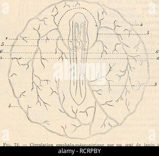 . Dictionnaire de physiologie. Fisiologia. FÅTUS. 507 di Nant de l'aorte du cÃ'tÃ© gauche (fig. 72), Cette artÃ¨re attraversare tout le rÃ©seau de l'aire vasculaire pour se jeter directement dans le sinus terminale. Chez l'hoznrne chacune des aortes descendantes donne d'abord naissance Ã une artÃ¨re omphalo-mÃ©sentÃ©rique; mais, vers le trente-cinquiÃ¨me jour, celle de gauche disparaÃ®t, et l'artÃ¨re omphalo-mÃ©sen^ tÃ©rique droite continuare seule à alimenter le rÃ©seau vasculaire Â" (TotJRNEUx). Telle est la circolazione qu'on peut appeler avec Tourneux circolazione d'apport : en mÃªme temps se dÃ©velop Foto Stock