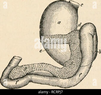 . Dictionnaire de physiologie. Fisiologia. CHIEN. JilÃ®i Salive ^uhlijujuale rt buccale, obtenue par l'esclusione des parotides et sous-muxillaires (BiDDEii et SciixiiDÃ¯, //. //., V, 20). l'OIIR 1000 l'ARTIUS : Eau 990,02 sostanze solides 9,98 â organiques solubili dans l'alcool. . 1,C.7 â â â insolubili 12,1h â inorganiques (sels) (),i;{ Chlorures et fosfati de Na Ii.29 â â férreux 0,82 Su lira tni.rte. SCIIMIDT. .JACUBOWITSCH. Eau MatiÃ¨res solides â organiques. . Â inorganiques . . Fosfati alcalins .... Â férreux .... Chlorures alcalins 989,6 10,3 989,63 3,R)8 6,79 3,58 6,79 0,82 0, Foto Stock