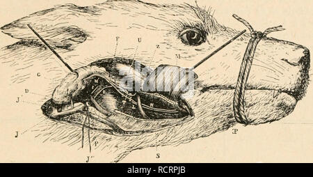 . Dictionnaire de physiologie. Fisiologia. CHIEN. m 3 la dÃ©pression que l'su rencontre à l'extrÃ©mitÃ© antÃ©rieure de l'arcade zygoniatique. C'est au niveau de celte dÃ©pression que le canal pí©nÃ¨tre dans la bouche (cl. Beiinvro, [LeÃ§ons de physioloiiie opi'iuttoirc). On fait une incisione perpendiculaire à la Direction du condotto ft diri^^Ã©e ubliquemenl de l'angolo a interne de l'u'il vers la partie mÃ©diane du maxillaire infÃ©ricui-. Su dissÃ©cjue avec prÃ©attenzione le tissu fiberux qui l'orme une gaine comune vaisseaux aux, aux nerfs et au condotto salivaire. Sulle isole les vaisseaux et les ner Foto Stock